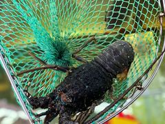 -车路士海鲜餐厅·本地人常驻·鲜捞现做(汕头南澳店)