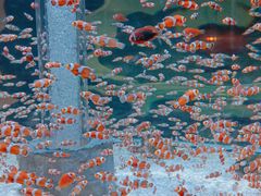 -海合安成都极地海洋公园