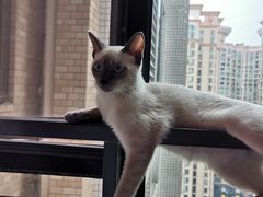 -袖虎·猫馆(体育西路店)