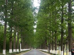 -黄海国家森林公园