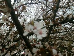 -傣妹火锅(狮子桥店)