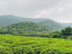 -树山生态村