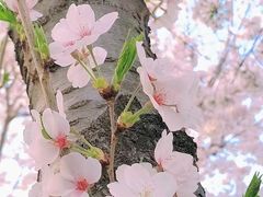 -顾村公园