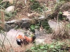 -都江堰中华大熊猫苑