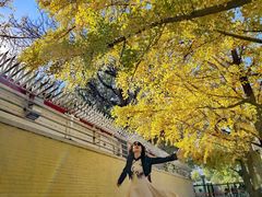 -三里屯东五街银杏大道