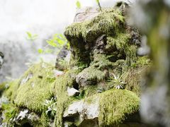-东山雕花楼