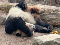 -都江堰中华大熊猫苑