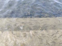 -桐乡凤凰湖