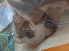 -天使宠物医院·犬猫分诊(彩虹店)