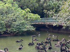 -深圳野生动物园