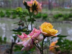 -合肥滨湖国家森林公园