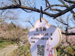 -梅花山(明孝陵内)