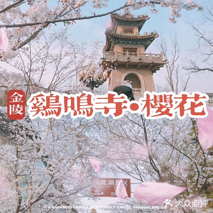 梦回金陵🌸我在樱花树下等你