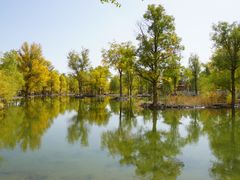 -金塔沙漠胡杨林景区