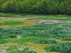 -上海海湾国家森林公园