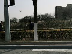 -桃花堤公园