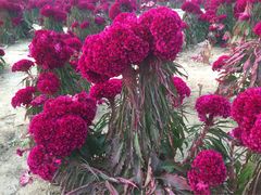 -北京东方普罗旺斯薰衣草庄园