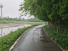 -桤木河湿地公园