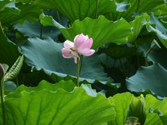 -荔湾湖公园