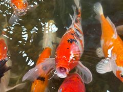 -老康火锅(黄河路总店)