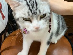 -李小姐の猫咖啡馆(五角场店)