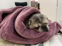 -北京恒爱动物医院(清景园分院)