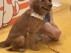 -帕帕拉兹宠物(亚洲旗舰店)