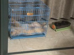 -安安宠医宠物医院·异宠·犬猫内科(岳阳分院)