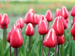 -大宁郁金香公园-停车场