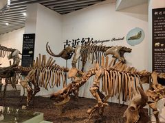 -烟台自然博物馆