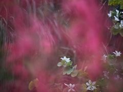 -南国桃园旅游度假区