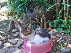 -海边的猫和咖啡馆