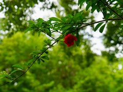 -上海吴淞炮台湾国家湿地公园