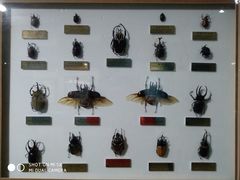 -上海昆虫博物馆