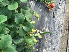 -青浦采草莓天天草莓园
