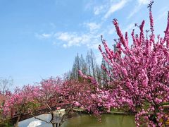 -苏州上方山国家森林公园
