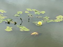 -蔡家宅
