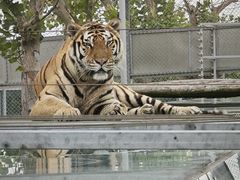 -西霞口神雕山野生动物世界