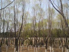 -永定河休闲森林公园