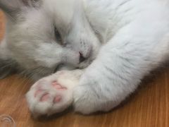 -龟与熊猫宠物公园(南坪店)