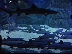 -烟台海昌鲸鲨海洋公园