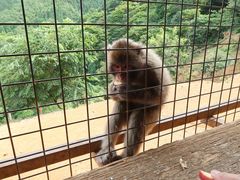 -岚山猴子公园