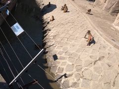 -哈尔滨北方森林动物园