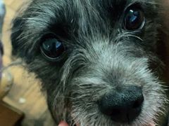 -爱侣宠医·鹦鹉专科·小型哺乳类·异宠专科(灵石路店)