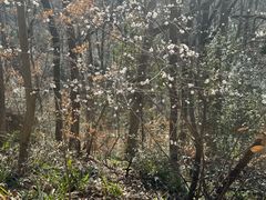 -波尔登森林公园