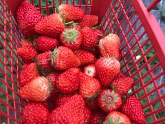 -胜丰草莓采摘园