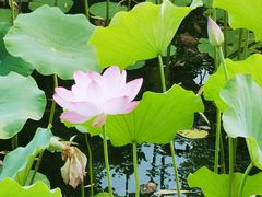 -莲花池公园