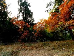 -黄海国家森林公园