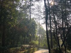 -铁山坪森林公园