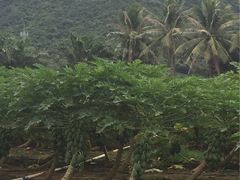 -龙泉人椰子鸡.糟粕醋.海南菜(三亚旗舰店)